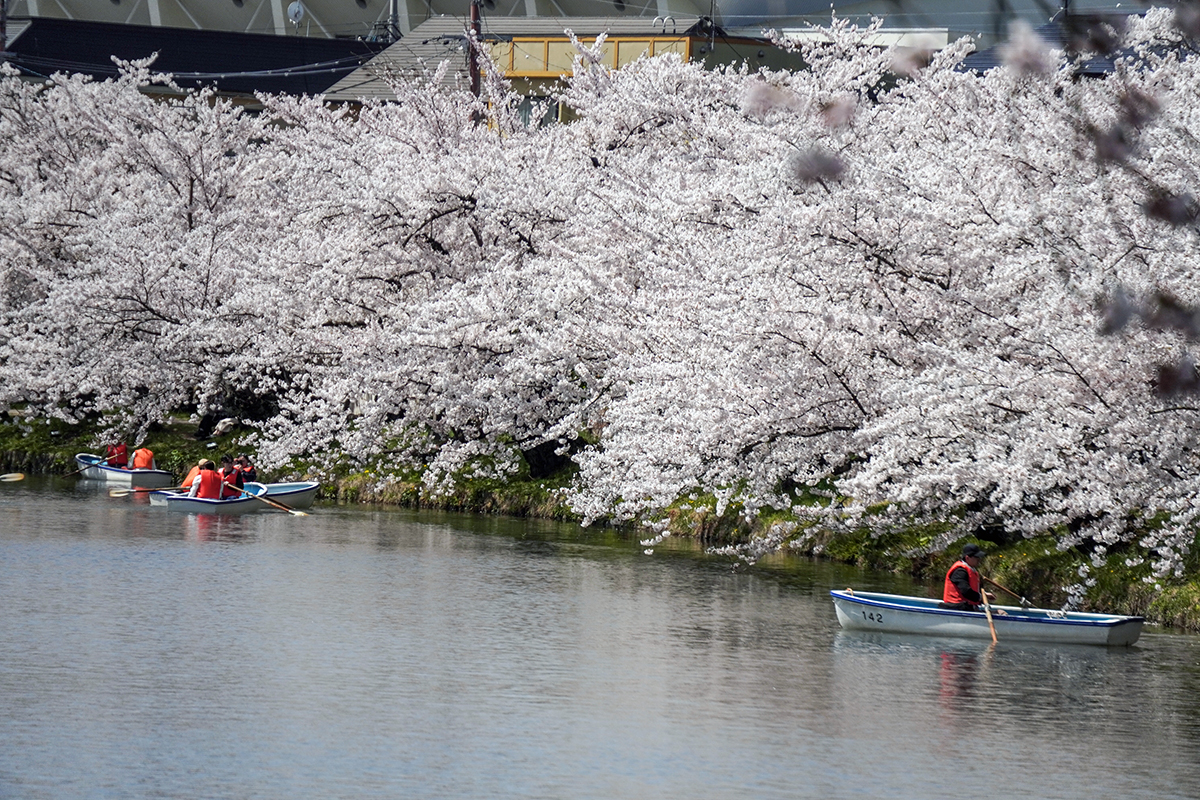 2026年4月17日、弘前公園西濠西岸