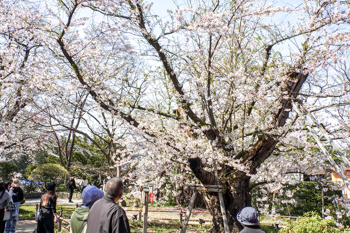 2026年4月20日、弘前公園・日本一太いソメイヨシノ