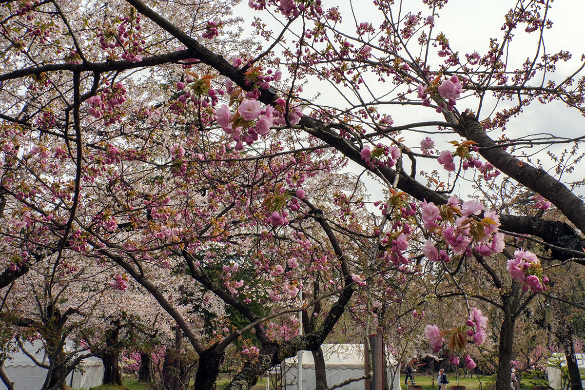 2026年4月22日、弘前公園ピクニック広場の東錦