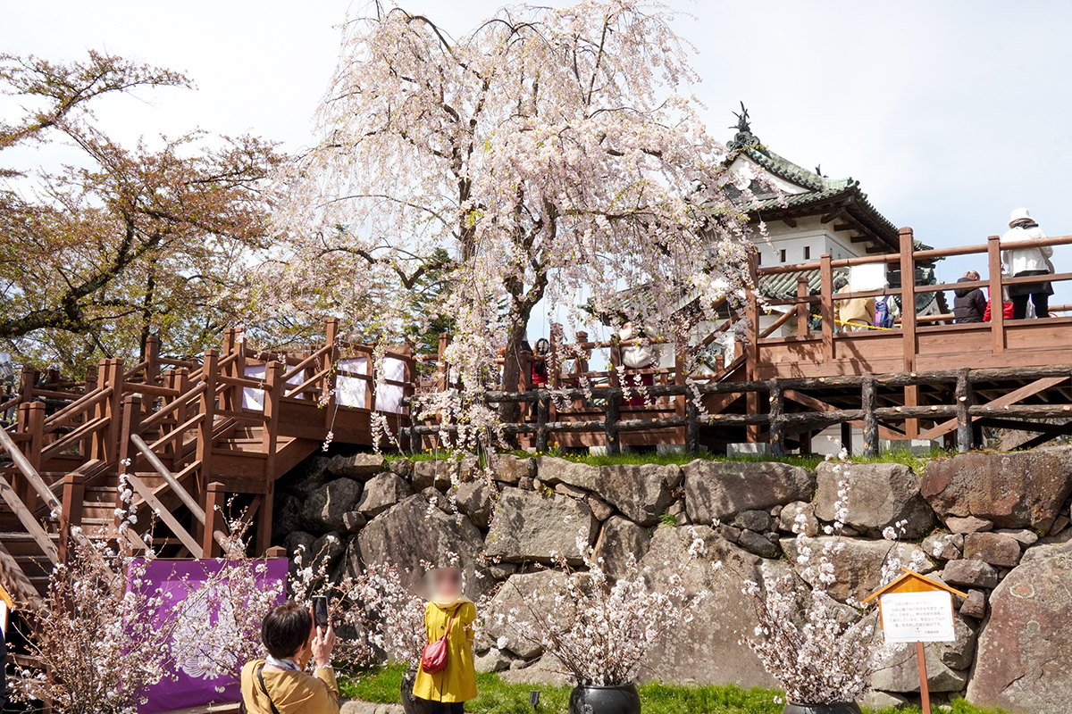 2026年4月23日、弘前公園本丸