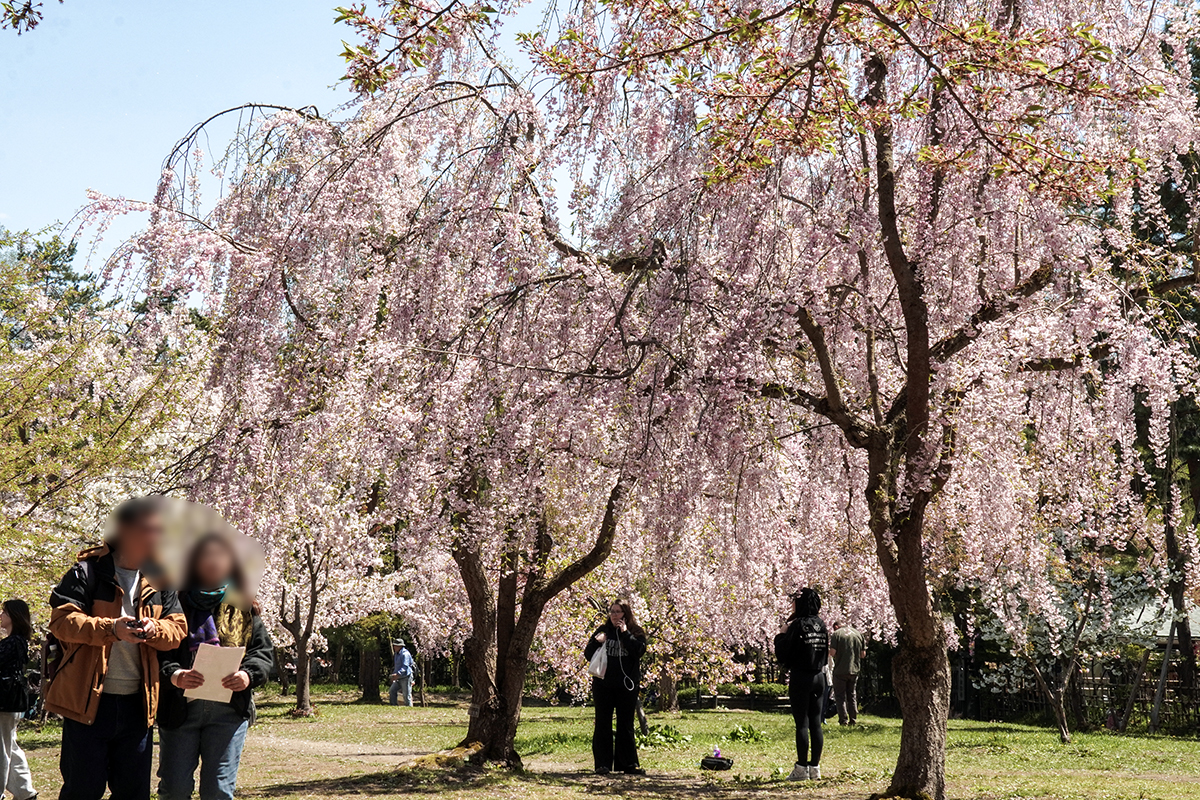 2026年4月24日、弘前公園三の丸・弘前城植物園北口付近