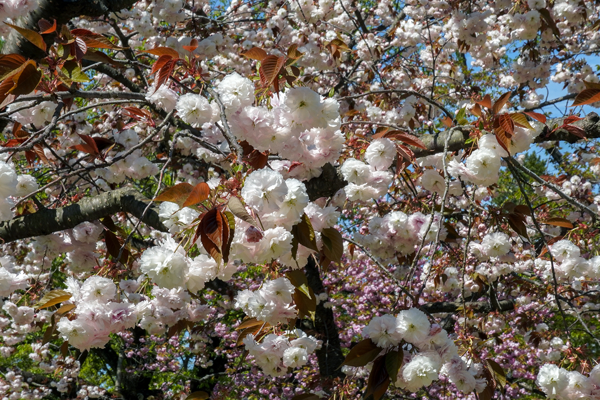 2026年4月30日、弘前公園・ピクニック広場の普賢象