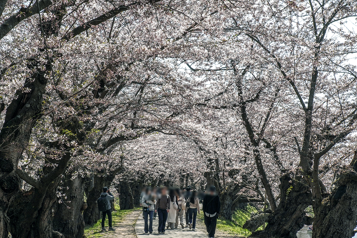 2026年4月16日、弘前公園西濠・桜のトンネル