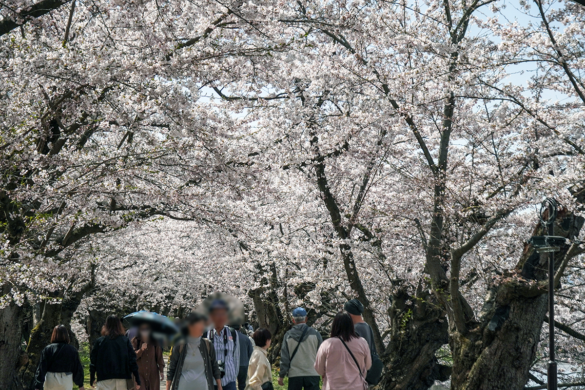 2026年4月17日、弘前公園西濠・桜のトンネル