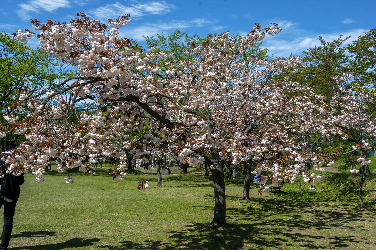 2026年4月30日、弘前公園・ピクニック広場の普賢象
