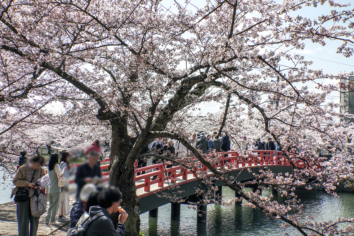 2026年4月16日、弘前公園・春陽橋