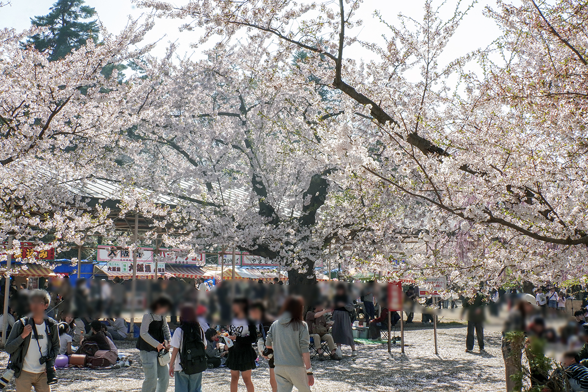 2026年4月20日、弘前公園四の丸