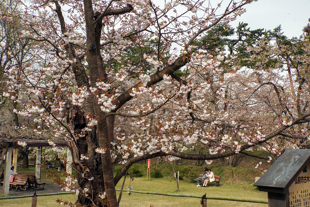 2026年4月22日、弘前公園ピクニック広場の弘前雪明かり