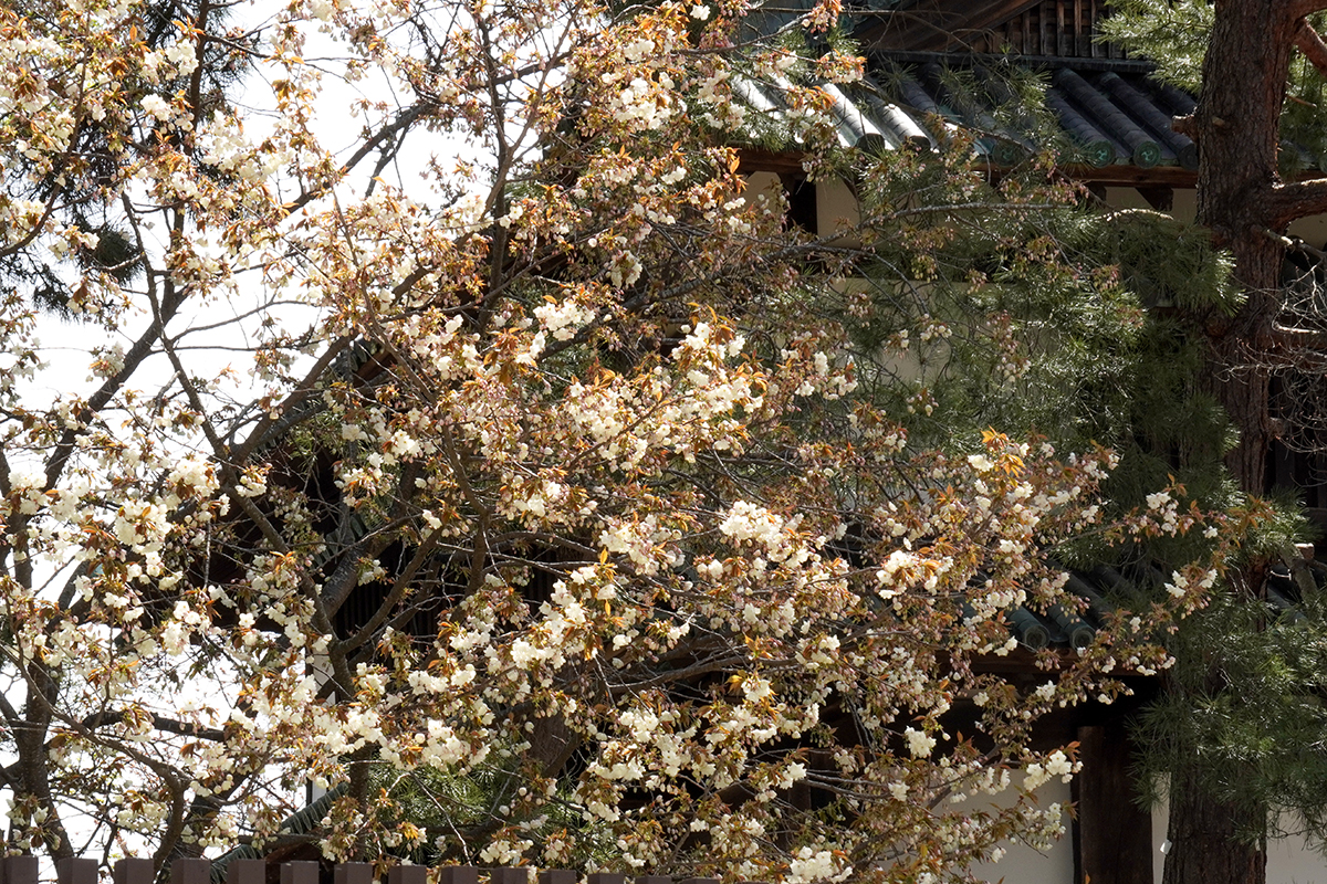 2026年4月23日、弘前公園二の丸・南内門の鬱金