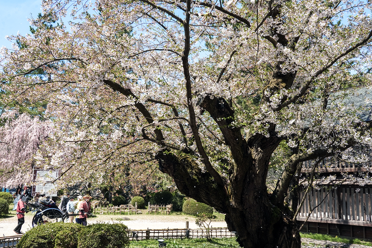 2026年4月24日、弘前公園二の丸・園内最長寿のソメイヨシノ