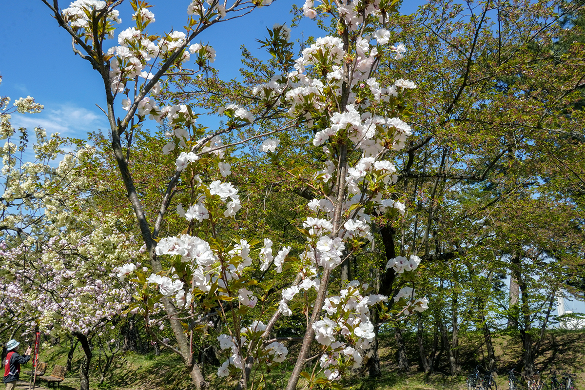 2026年4月30日、弘前公園・ピクニック広場の天の川