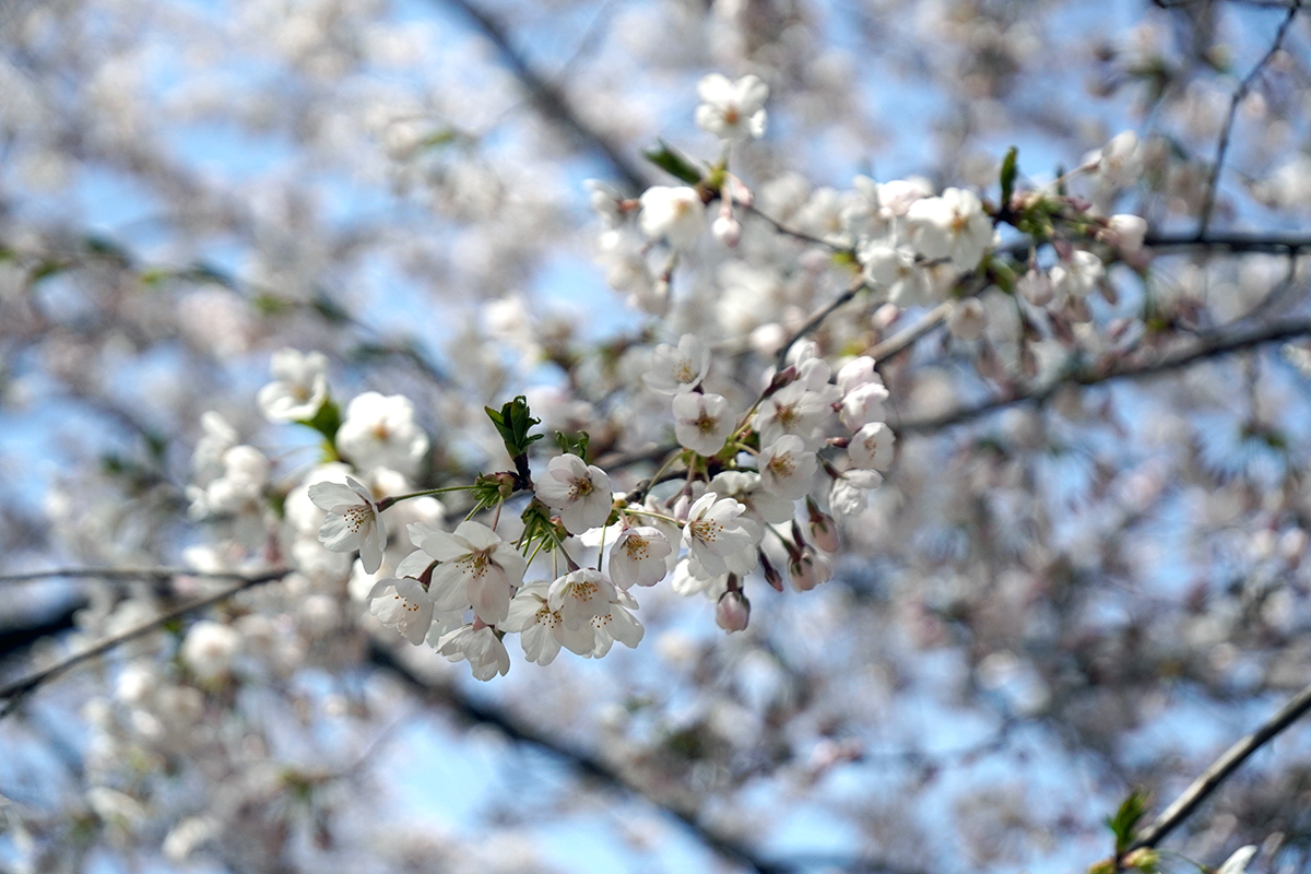 2026年4月17日、弘前公園西濠・桜のトンネルのソメイヨシノの花