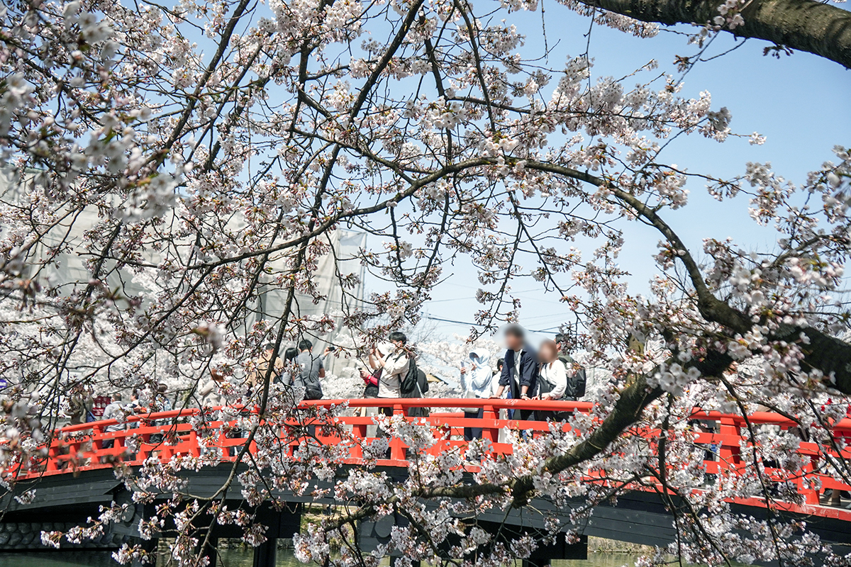 2026年4月17日、弘前公園西濠・春陽橋
