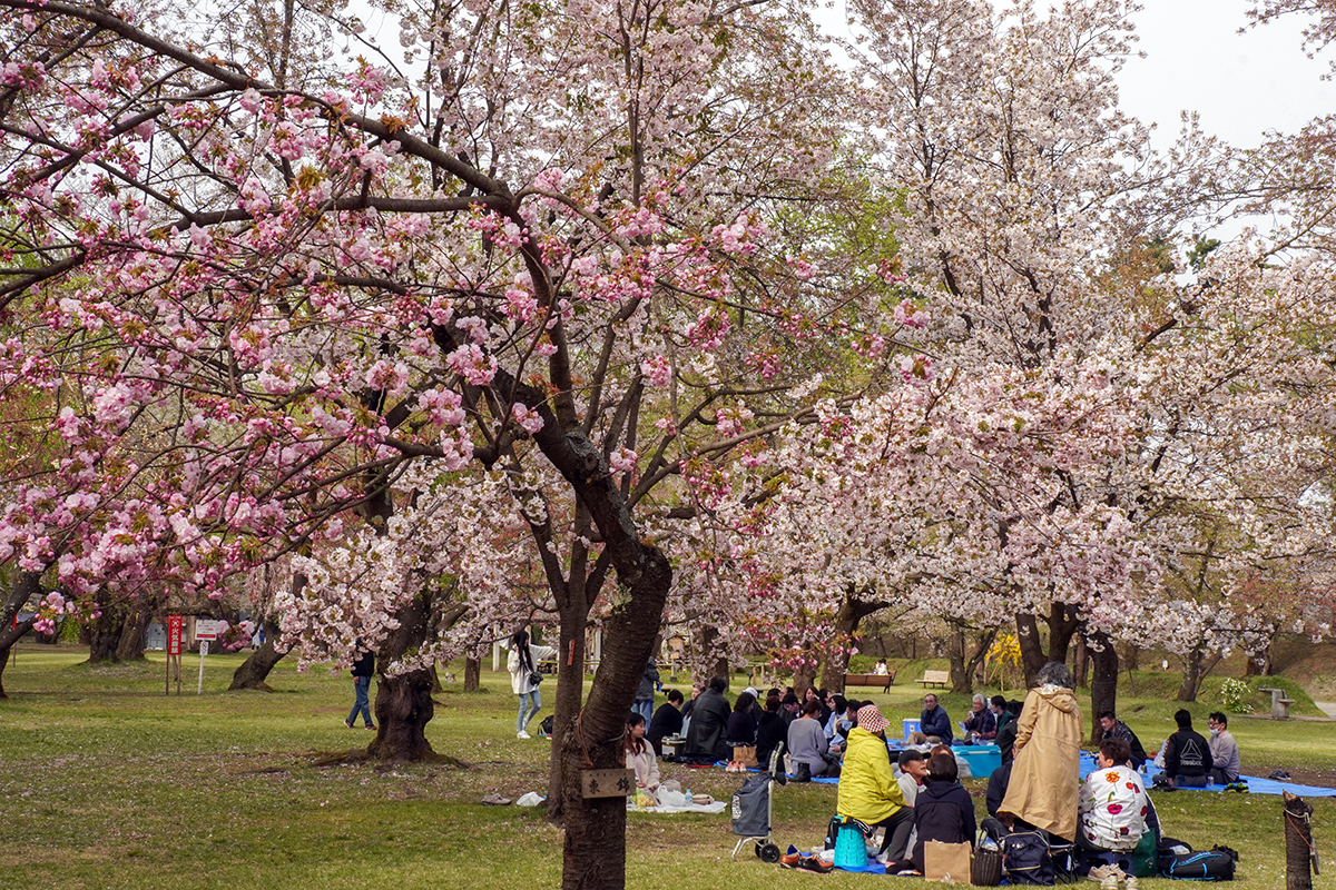 2026年4月22日、弘前公園ピクニック広場