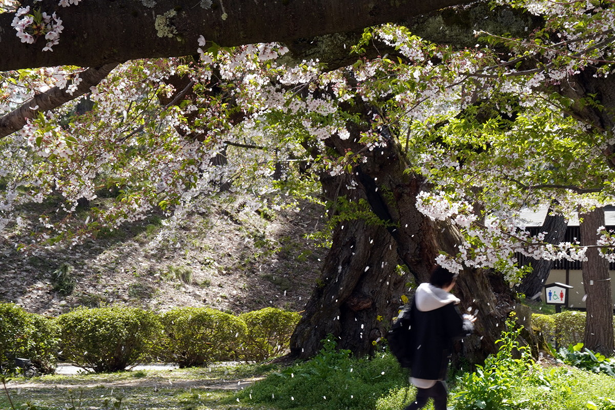 2026年4月23日、弘前公園二の丸・南内門近く