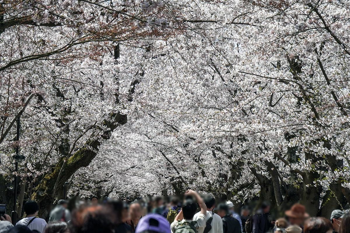 2026年4月17日、弘前公園西濠・桜のトンネル