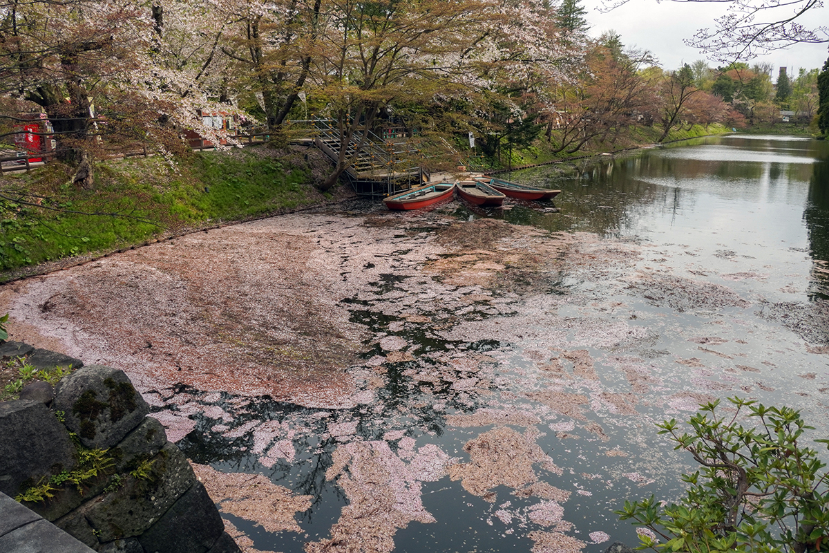 2026年4月22日、弘前公園三の丸・中濠（石橋から）