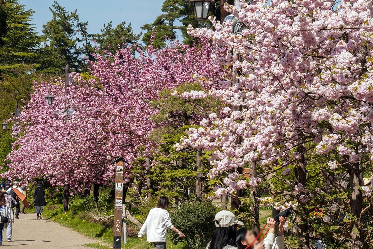 2026年4月30日、弘前公園二の丸・与力番所前