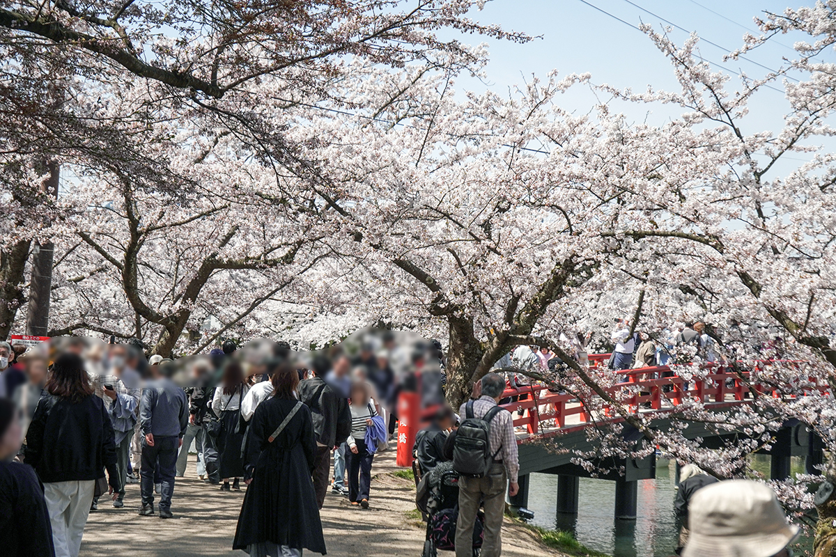 2026年4月17日、弘前公園西濠・春陽橋付近