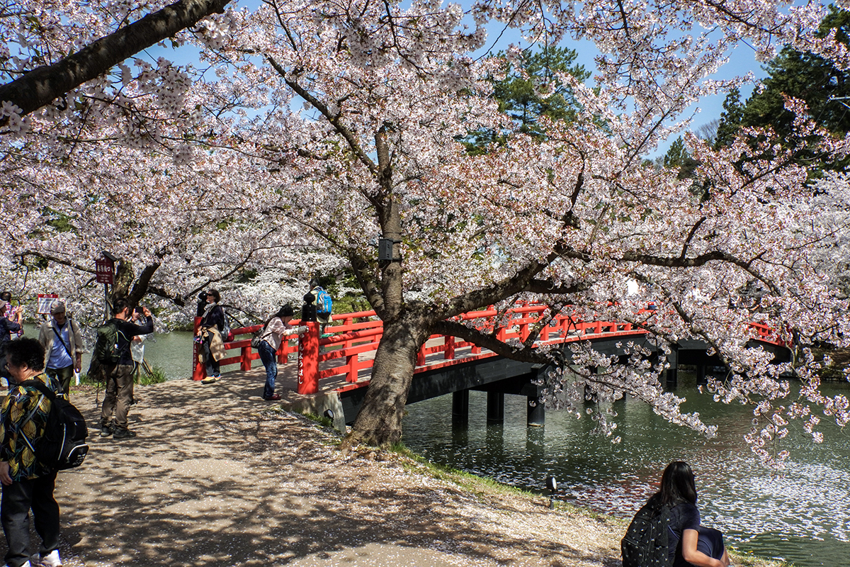 2026年4月20日、弘前公園西濠・春陽橋周辺