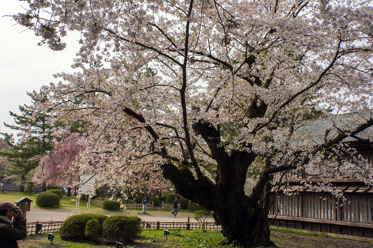 現地レポ】4/22 弘前公園 八重桜が次々と開花 園内の様子 (2026
