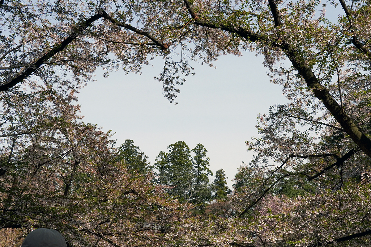 2026年4月23日、弘前公園・桜のハート