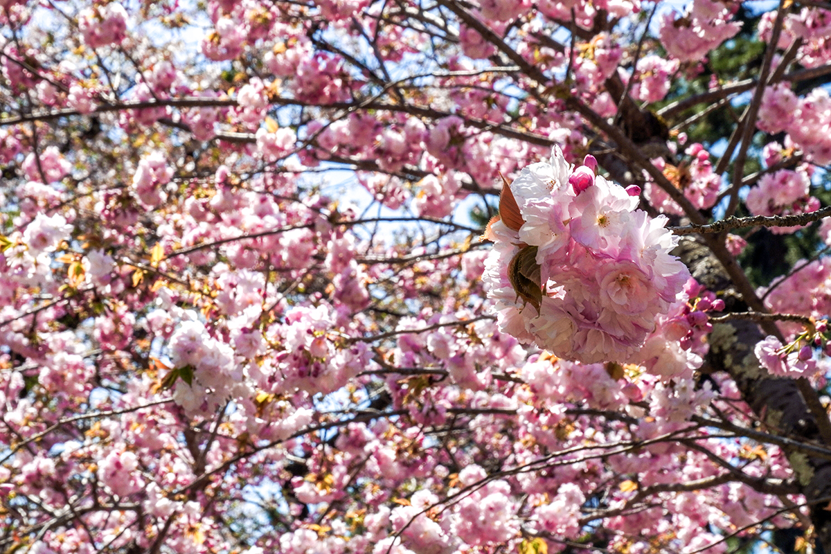 2026年4月24日、弘前公園二の丸・与力番所近くの東錦の華