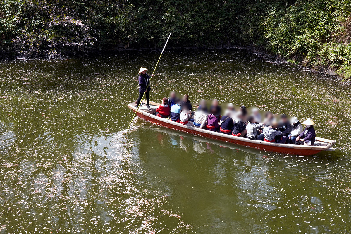 2026年4月23日、弘前公園・中濠（杉の大橋近く）