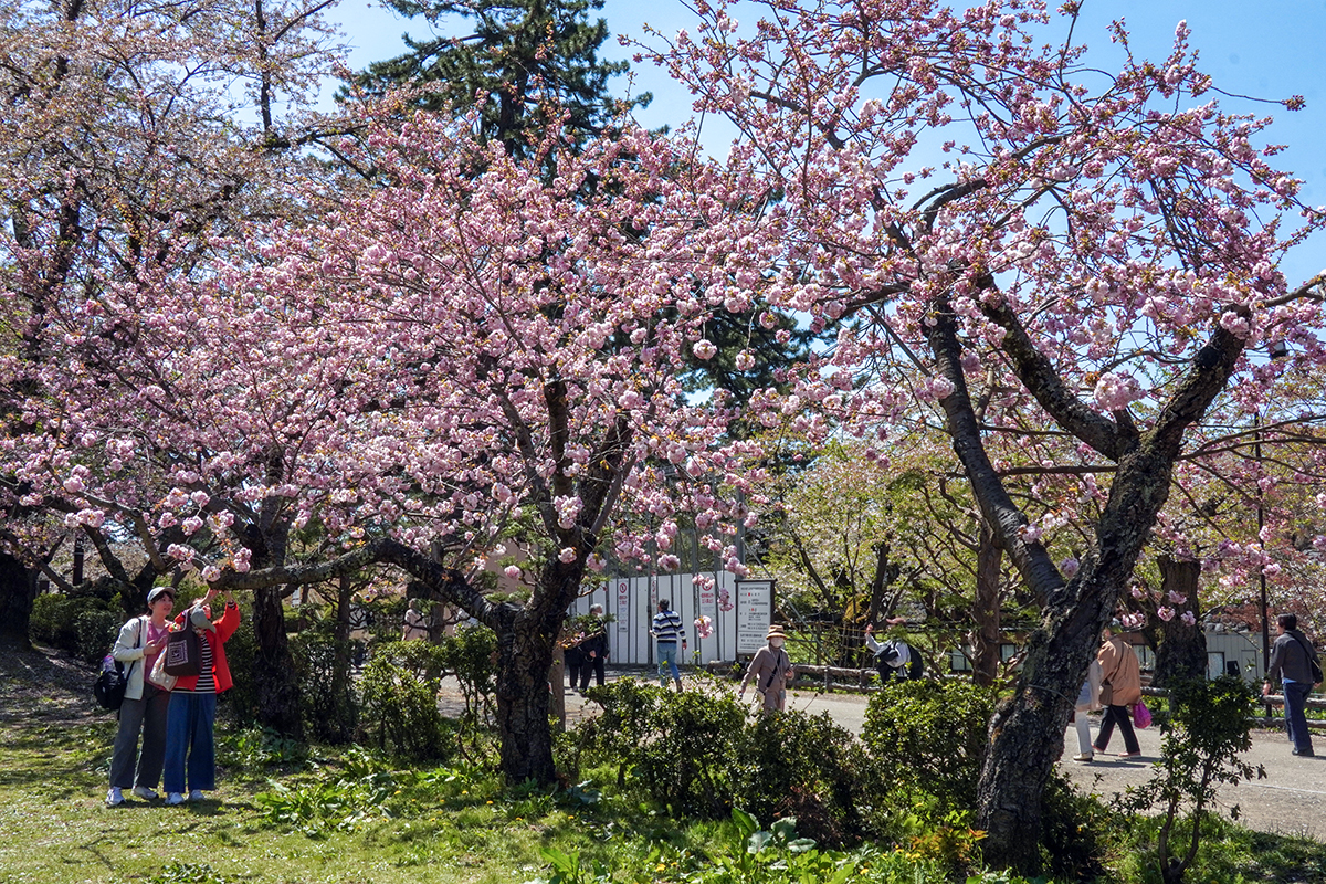 2026年4月24日、弘前公園二の丸・与力番所近くの東錦