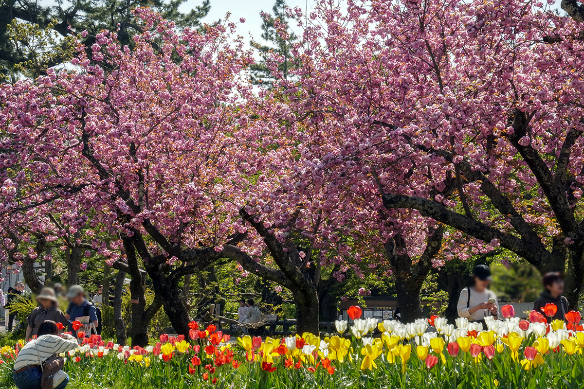 2026年4月30日、弘前公園二の丸・丑寅櫓遊び場