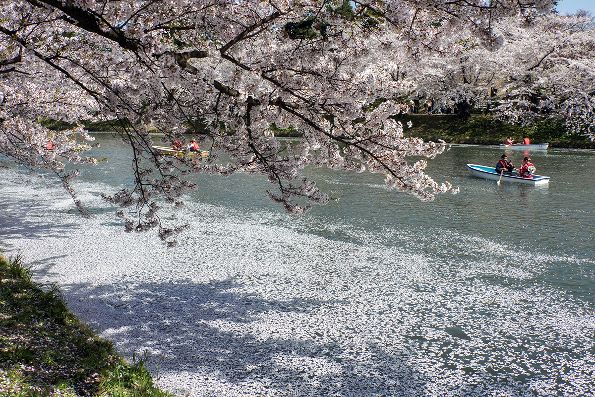 2026年4月20日、弘前公園西濠西岸