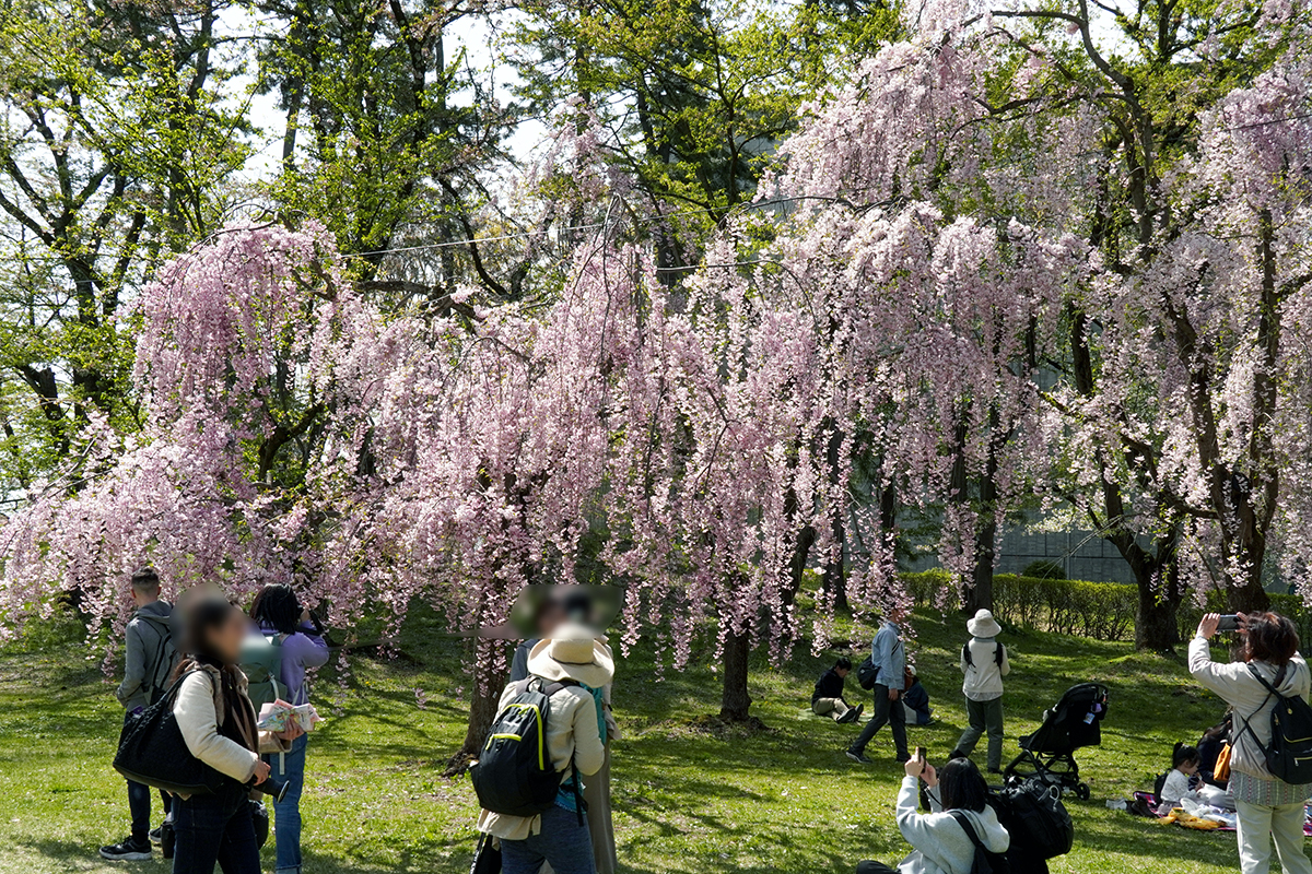 2026年4月23日、弘前公園・市民広場
