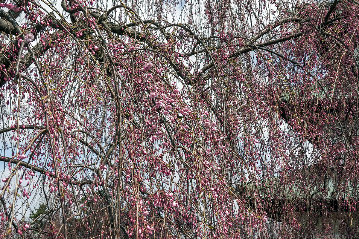 2026年4月16日、弘前公園本丸のヤエベニシダレ