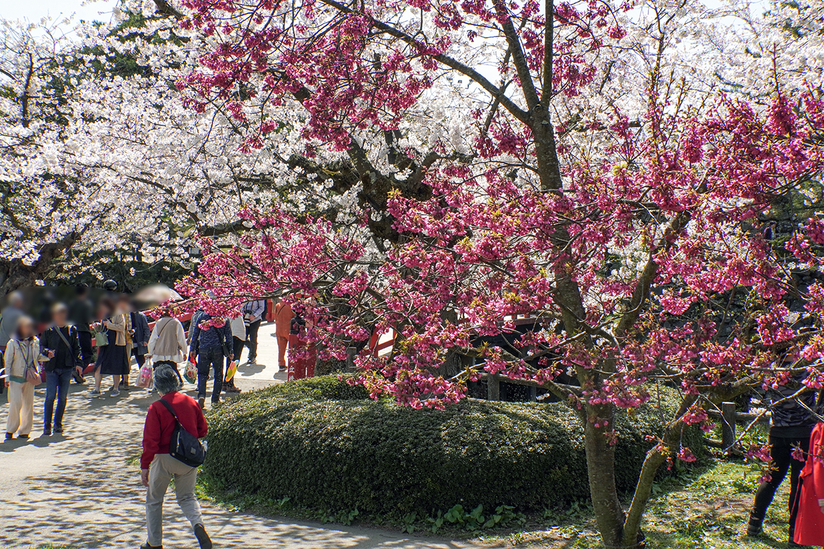 2026年4月17日、弘前公園・北の郭