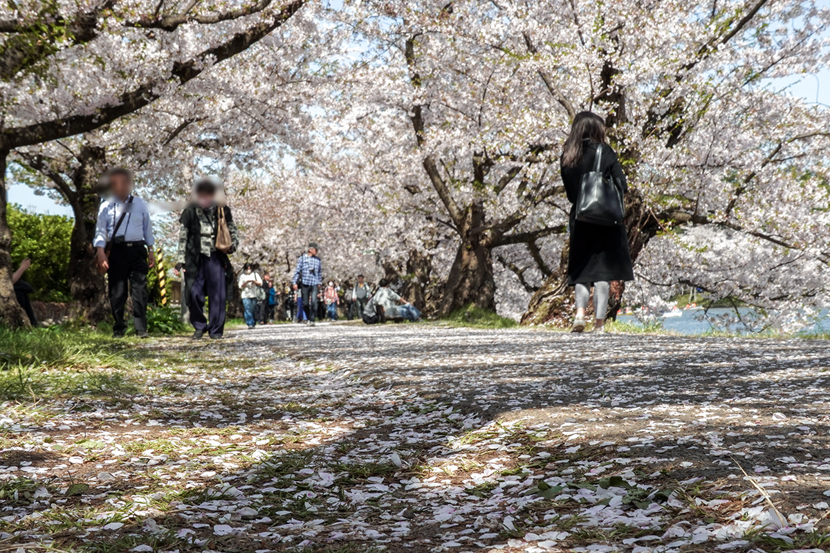 2026年4月20日、弘前公園西濠西岸