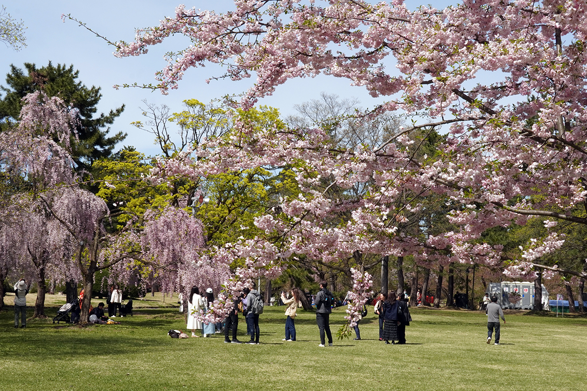 2026年4月23日、弘前公園・市民広場
