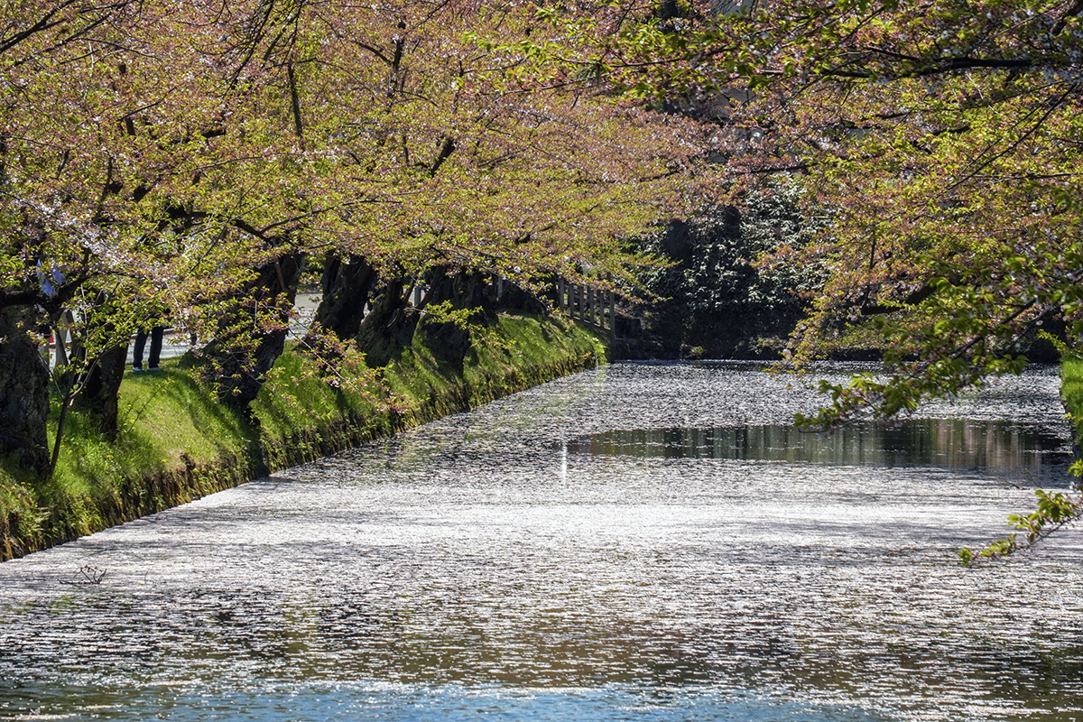 2026年4月24日、弘前公園外濠・中央高校口から東門口方向