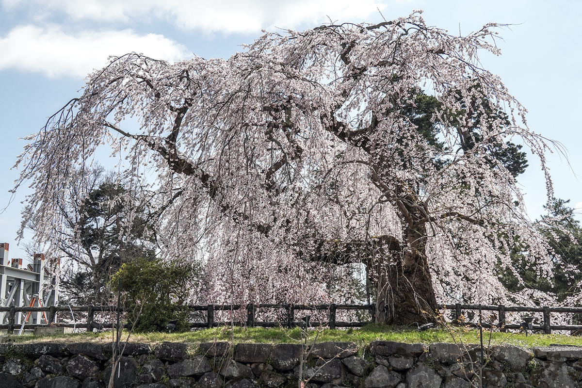 2026年4月16日、弘前公園本丸の御滝桜