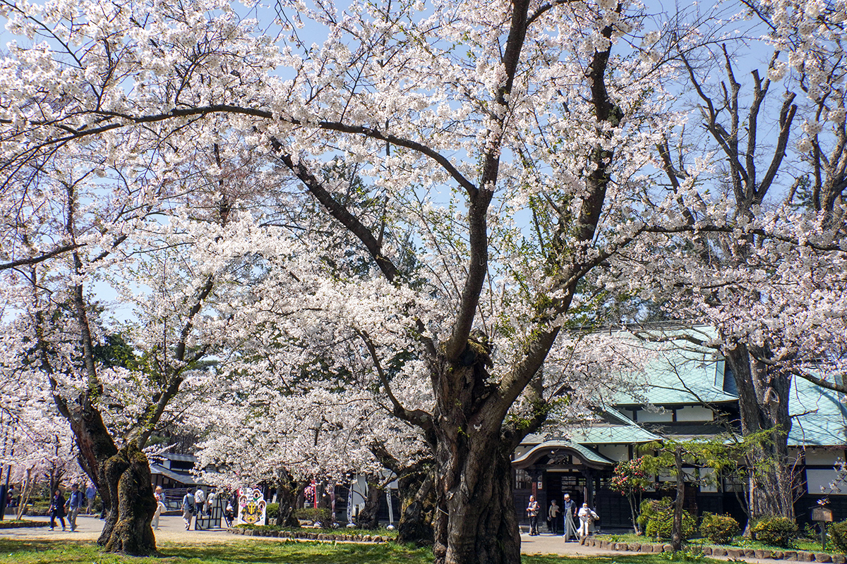 2026年4月17日、弘前公園北の郭・ソメイヨシノ標準木
