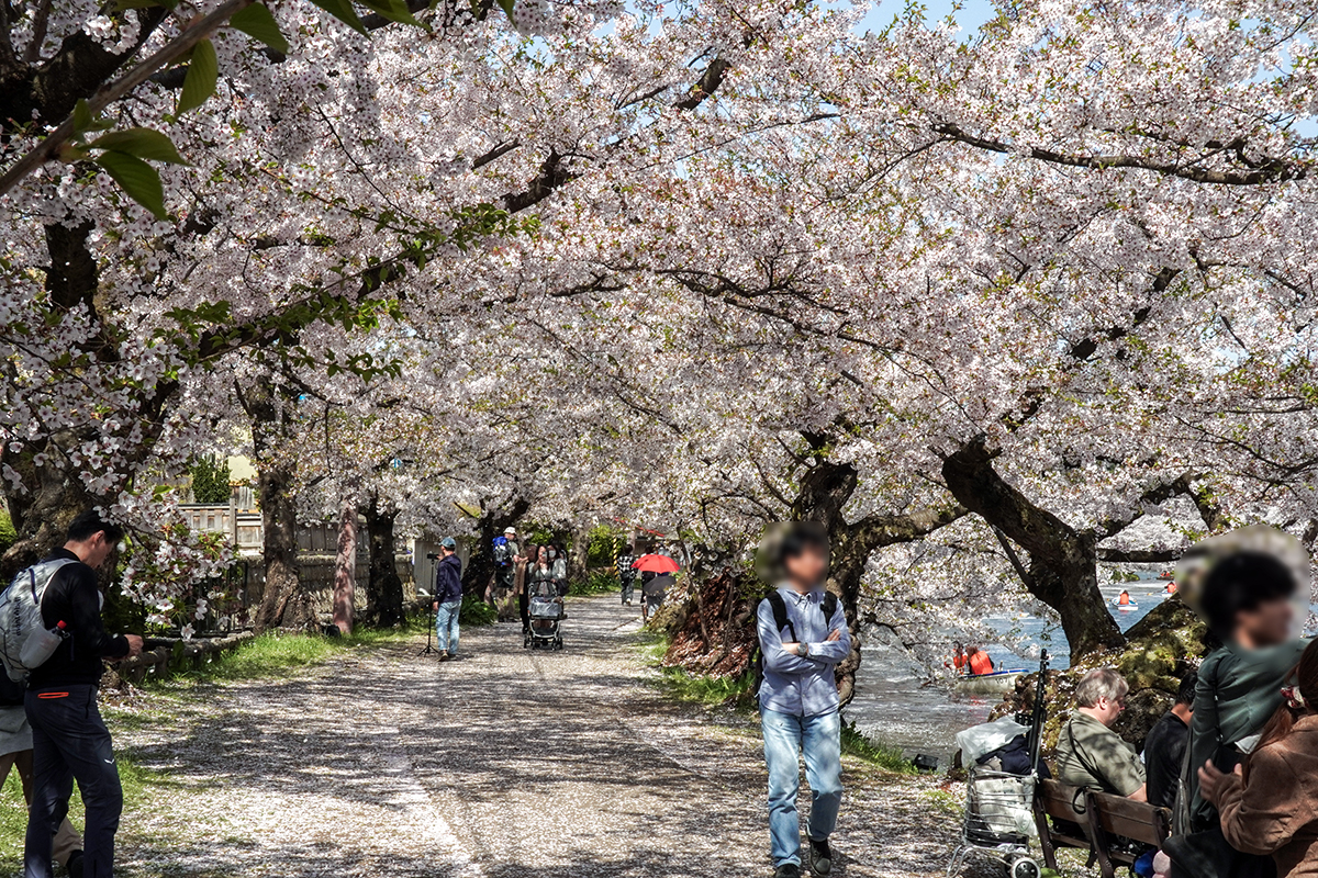 2026年4月20日、弘前公園西濠西岸