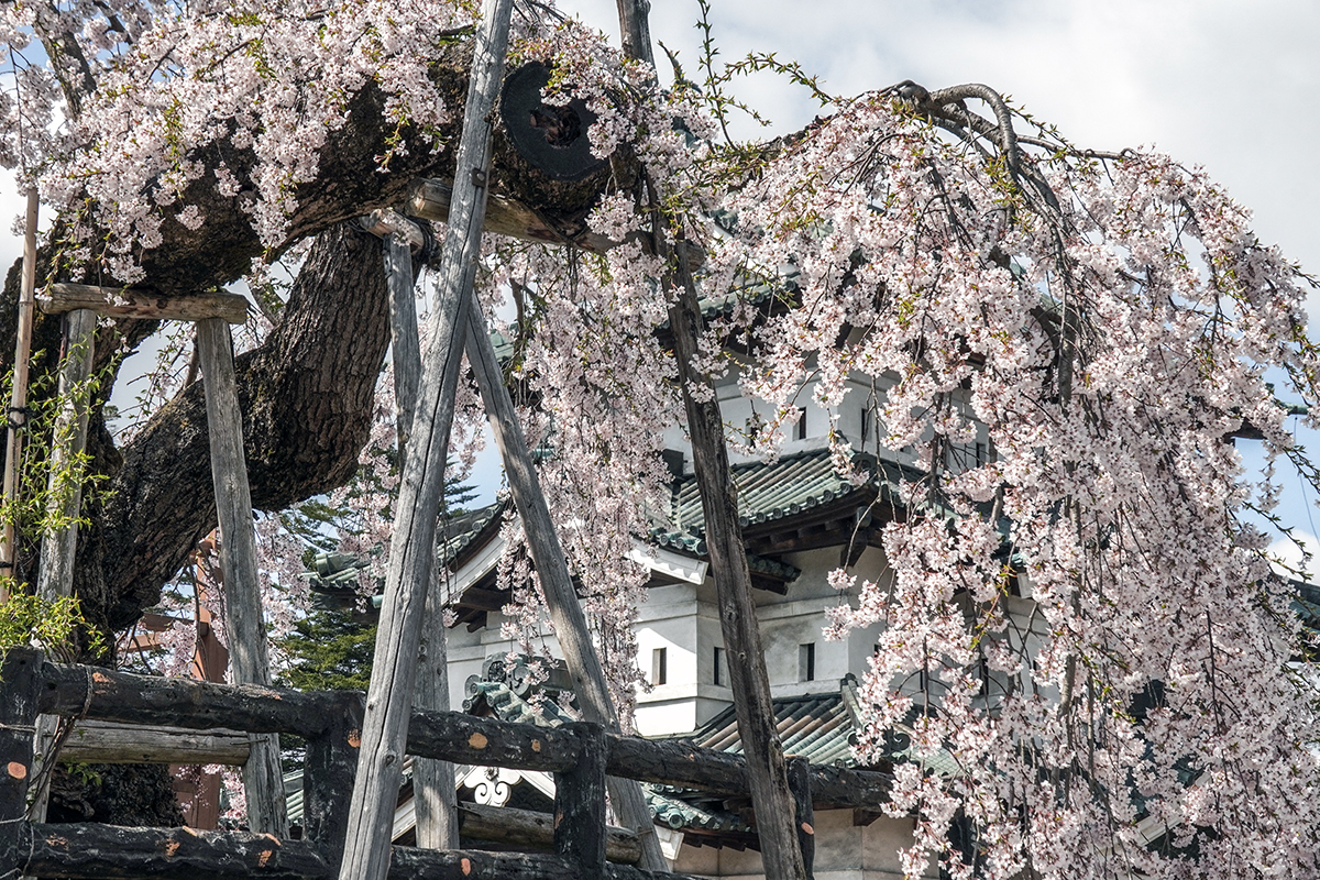 2026年4月16日、弘前公園本丸の弘前枝垂れ