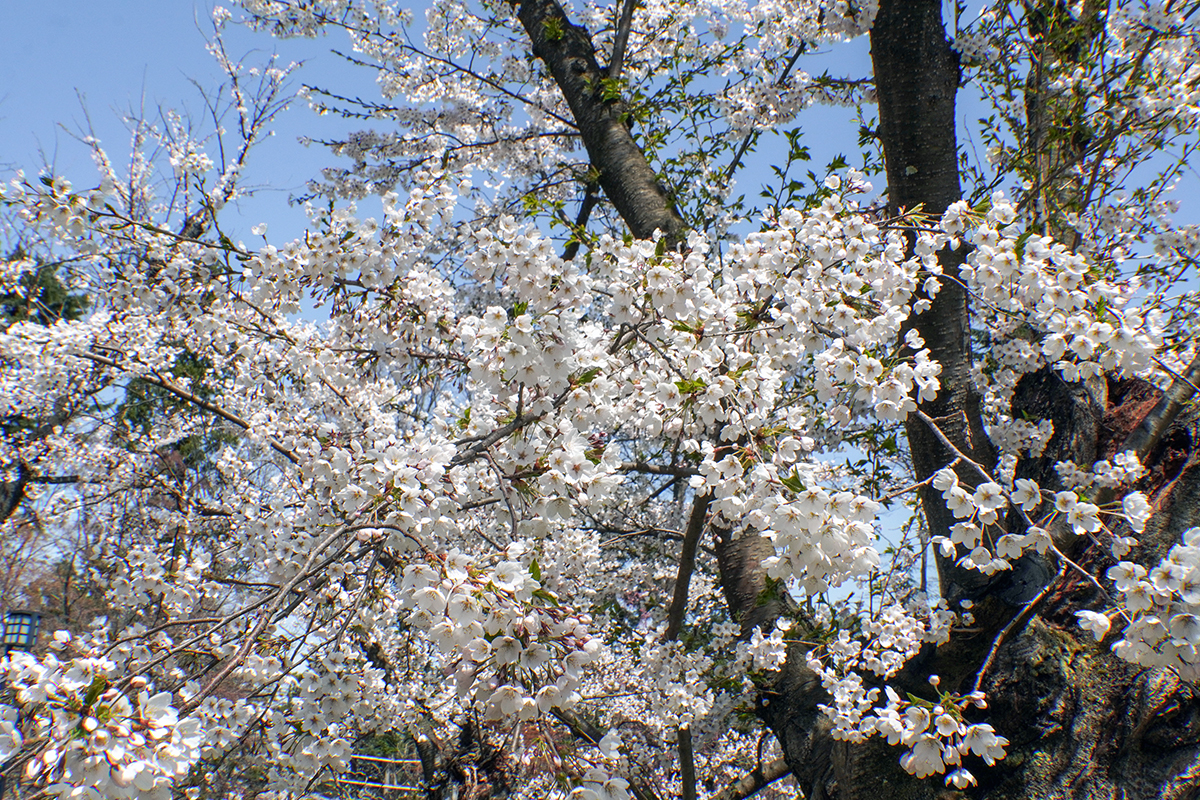 2026年4月17日、弘前公園北の郭・ソメイヨシノ標準木の花