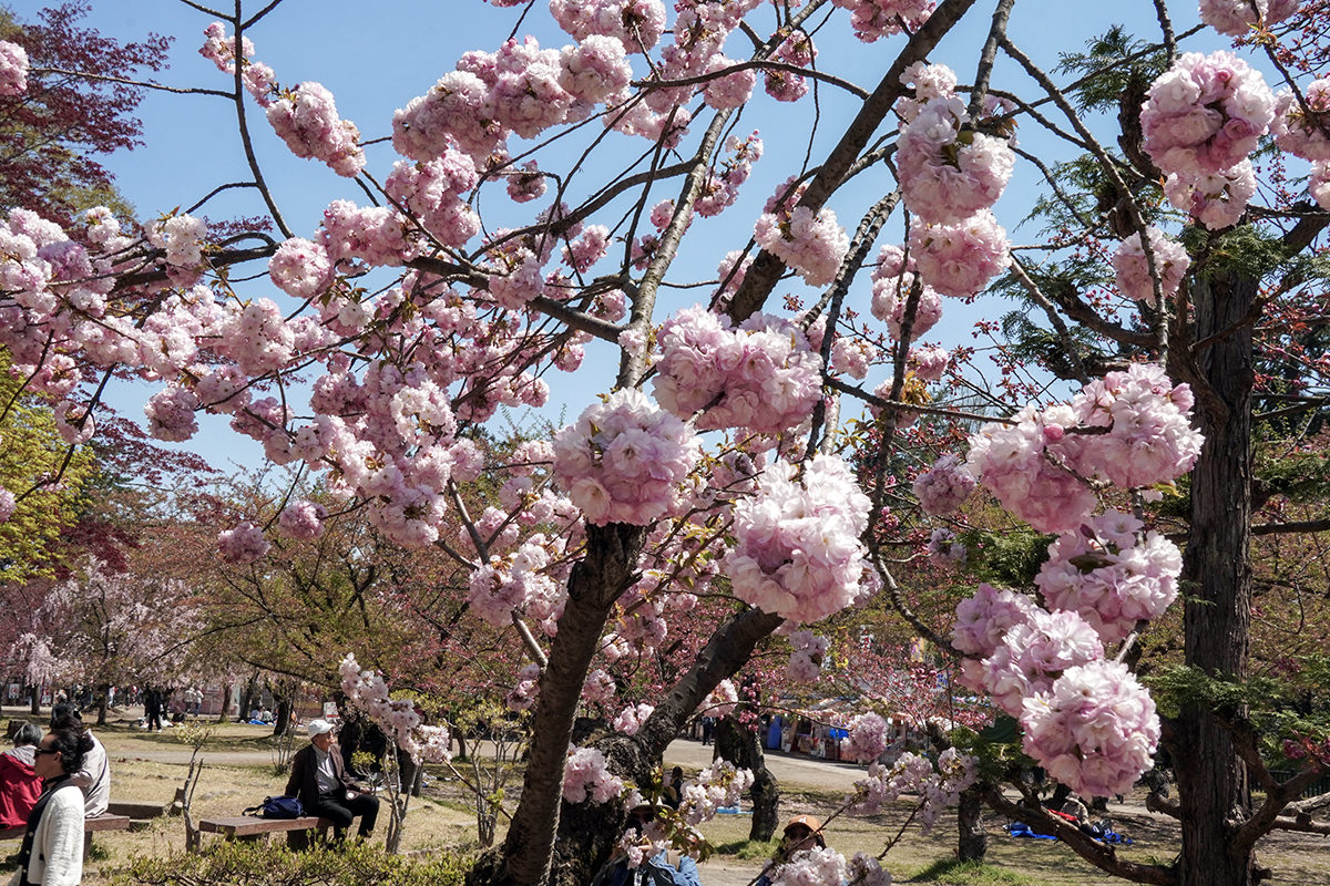 2026年4月24日、弘前公園四の丸の東錦