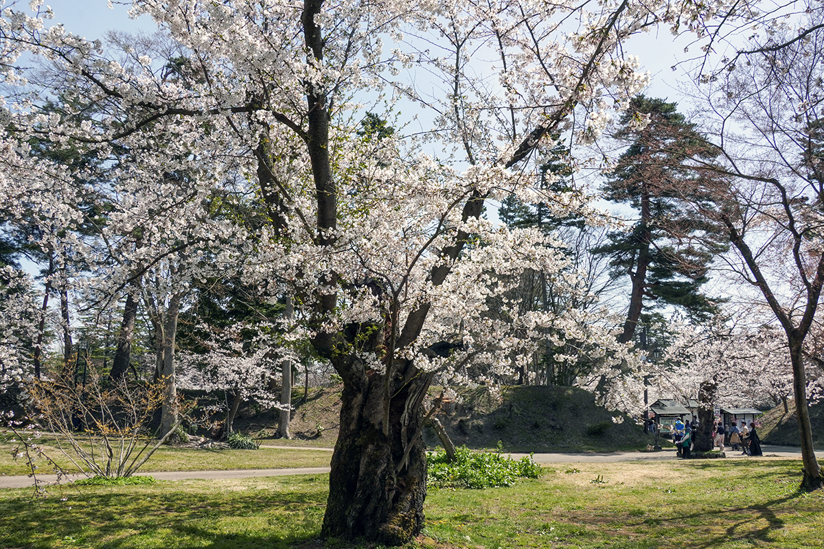 2026年4月17日、弘前公園北の郭・ソメイヨシノ標準木