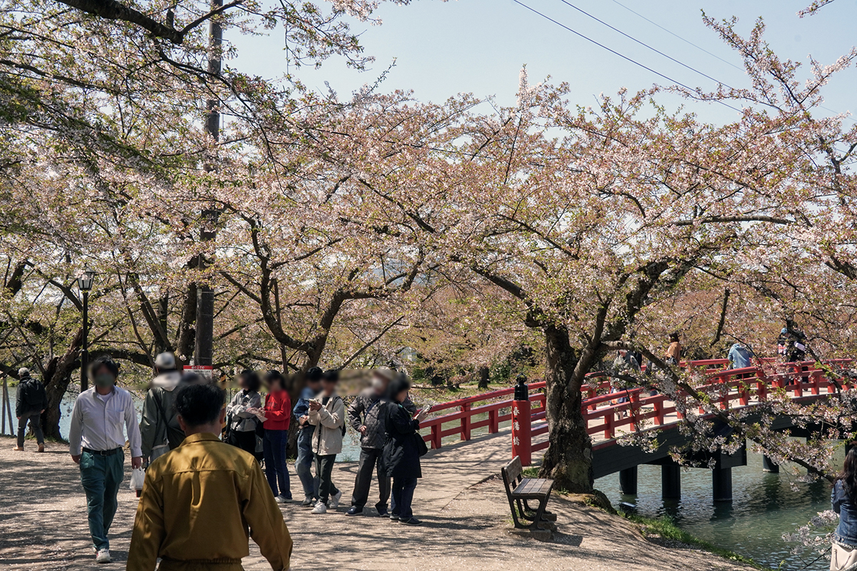2026年4月24日、弘前公園西濠・春陽橋前