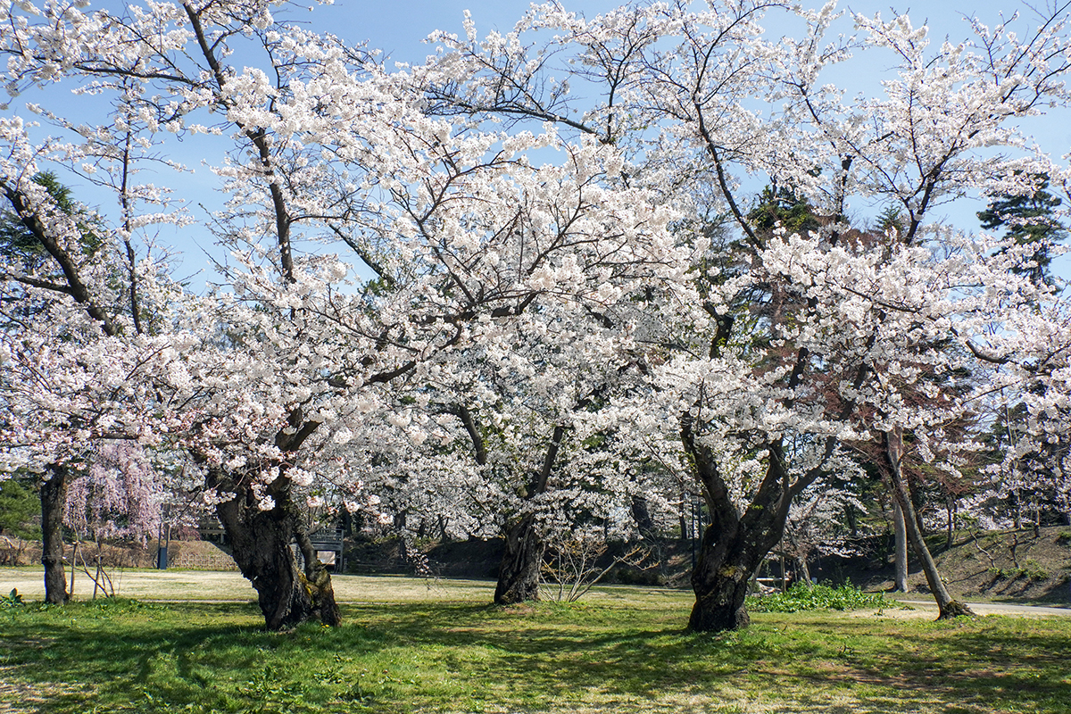2026年4月17日、弘前公園北の郭・ソメイヨシノ標準木