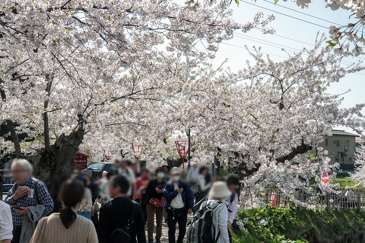 2026年4月20日、弘前公園西濠・桜のトンネル入口