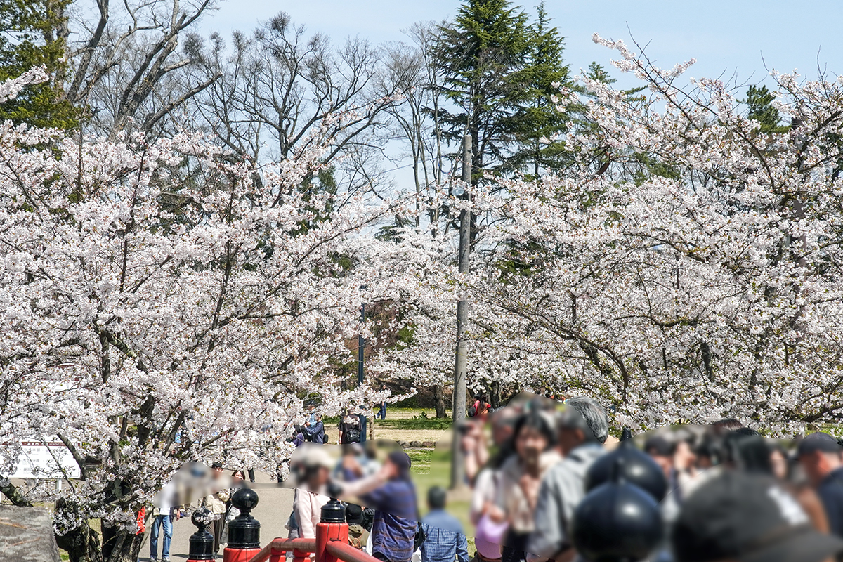 2026年4月17日、弘前公園本丸・北の郭
