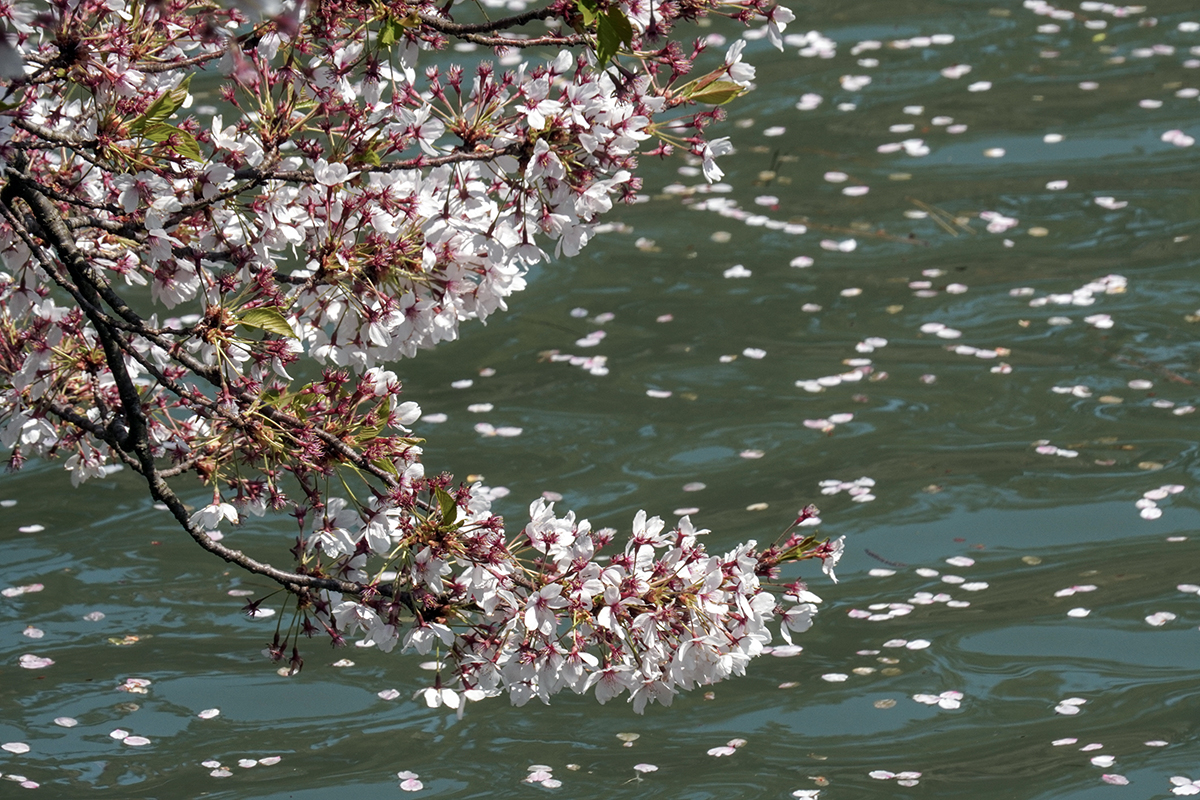 2026年4月24日、弘前公園西濠西岸