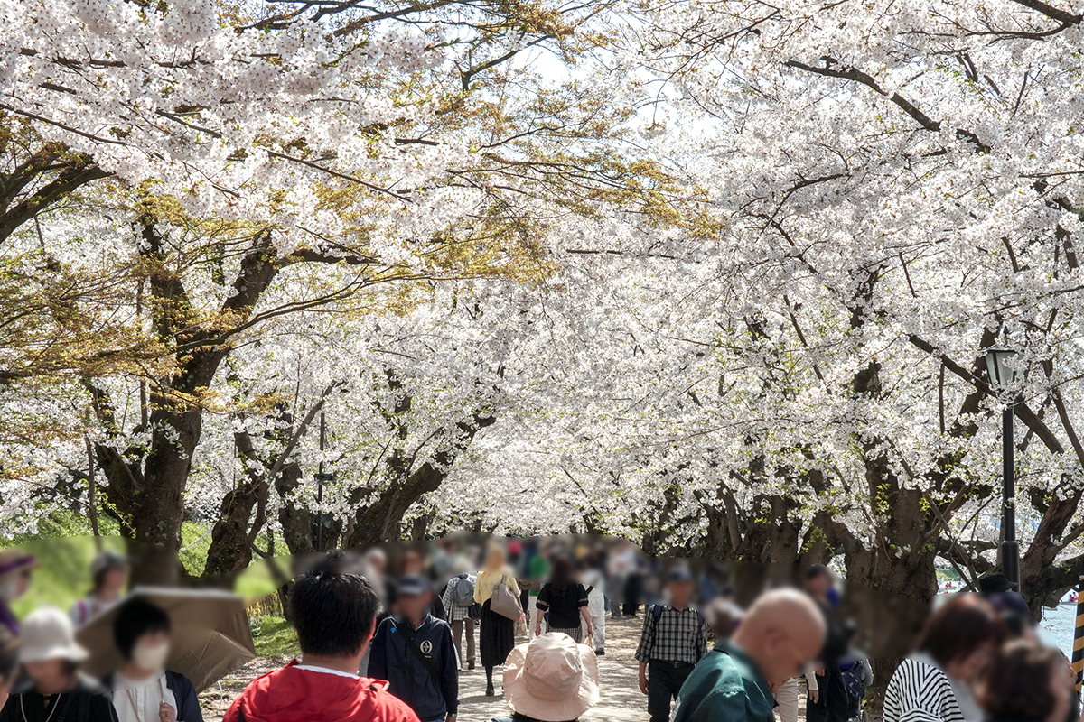 2026年4月20日、弘前公園西濠・桜のトンネル